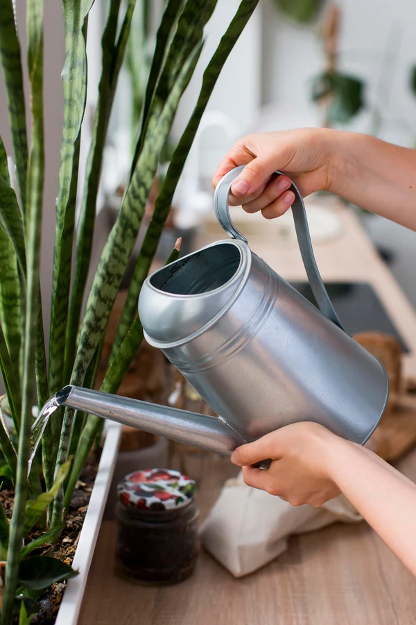 Botaniczny obraz split