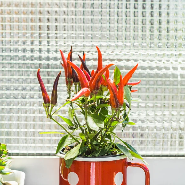 Botaniczny obraz split