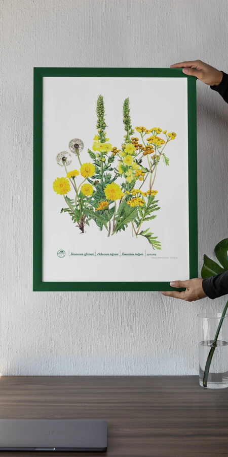 Plant art posters for plant lovers