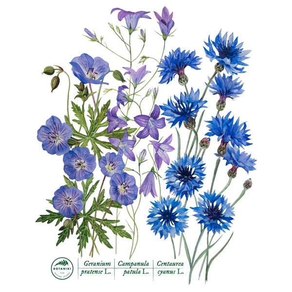 Blue meadow: Meadow geranium, spreading bellflower, cornflower