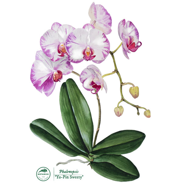 Orchid Phalaenopsis 'Yu-Pin Sweety'