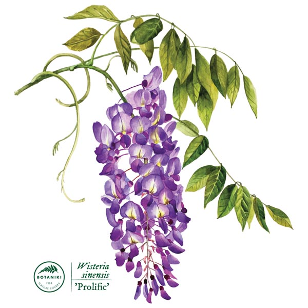 Chinese wisteria 'Prolific'