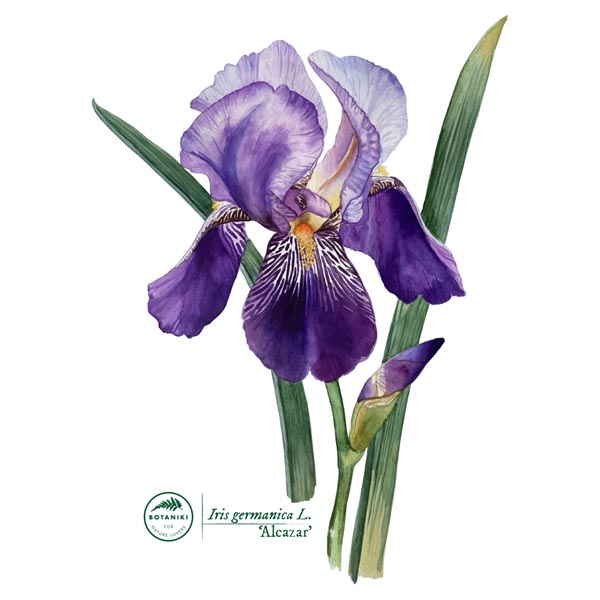 Bearded iris 'Alcazar'
