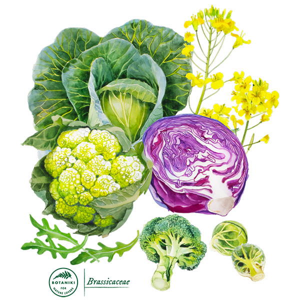 Cruciferous vegetables