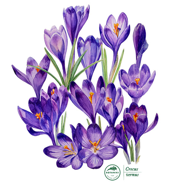 Spring crocus