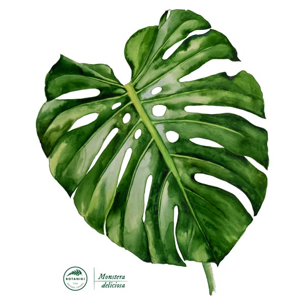 Monstera dziurawa