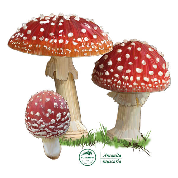 Fly Agaric