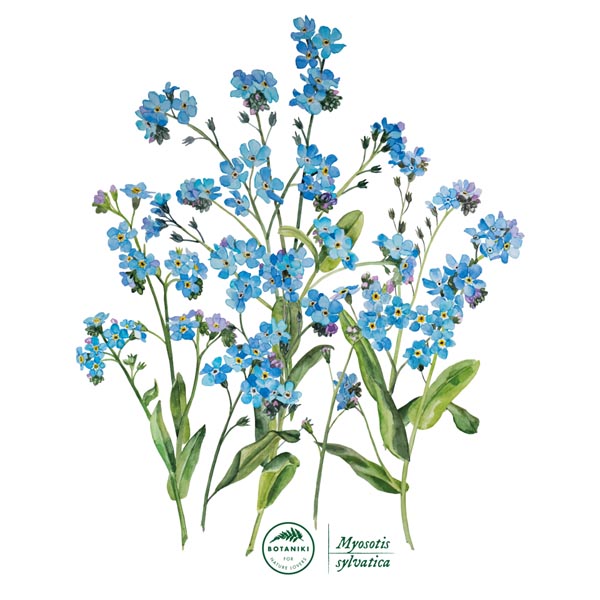 Forget-me-not