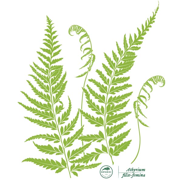 Lady fern