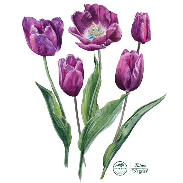 Tulip 'Negrita'